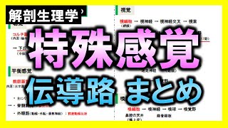 【解剖生理学（感覚器系）】特殊感覚の伝導路まとめ