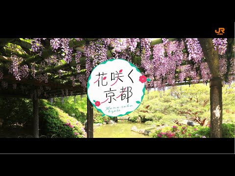 【WEB動画】2022年 春 「花咲く京都」篇 そうだ 京都、行こう。