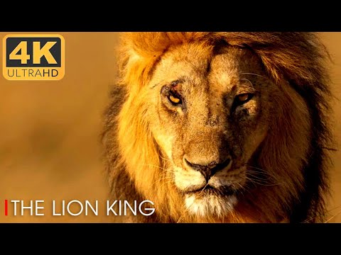 Lions: Kings of the Savannah | Roar of the Wild Ep. 2 | 4K UHD Documentary