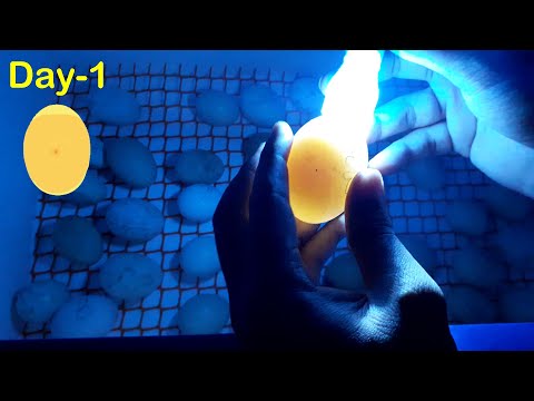 Egg Incubator Day-1 | Candling Chicken Eggs | Hatchery Machine