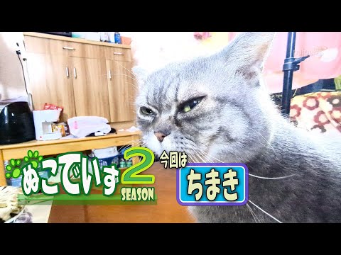 【指で顔を掻きたい猫はいませんか】とにかくかゆいにゃ