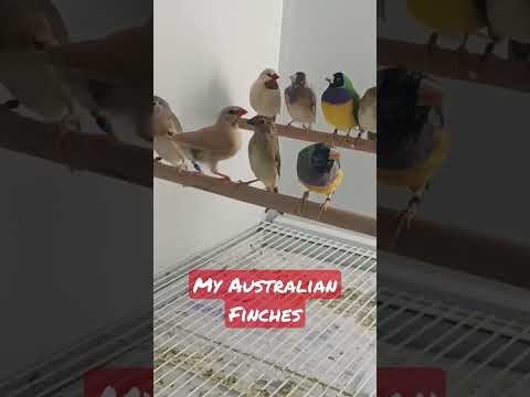 My australian finches ! full video in first comment 👉