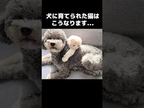 犬に育てられた猫ちゃんはこうなります...笑#shots