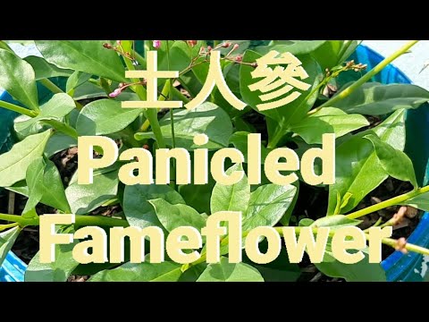 土人參Panicled Fameflower