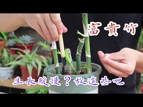 【天天小花農】富貴竹生長緩慢? 吃急！家裡這些藥片或者可幫到你