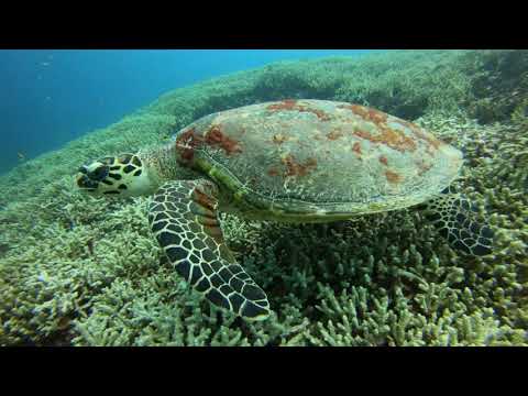 石垣島ウミガメが見れるダイビング