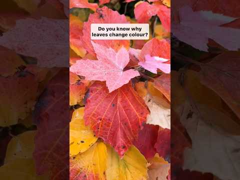 Why Do Leaves Change Colors in the Fall?