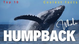 Humpback Whales! | Top 10 Coolest Facts about whales- Learning video for kids| Sea animals| Whales