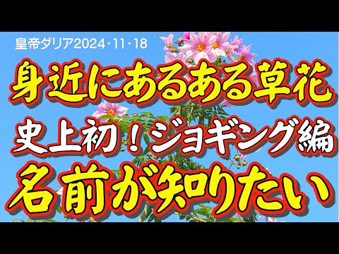 名前が知りたい人の草花図鑑【ジョギング編】細かい情報より、知りたいのは花の名前だけ。今回は「日本で一番ユーモラスな理科の先生」が自らジョギングしながら撮った動画で早口で解説します。聞き逃さないでね。