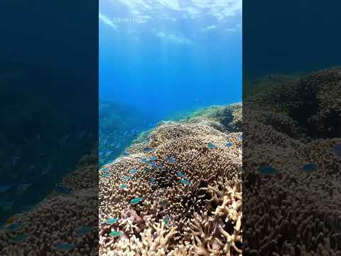 那覇空港から車で60分のダイヤモンドビーチ🏖 #沖縄本島 #シュノーケリング #スキンダイビング #okinawa #snorkeling