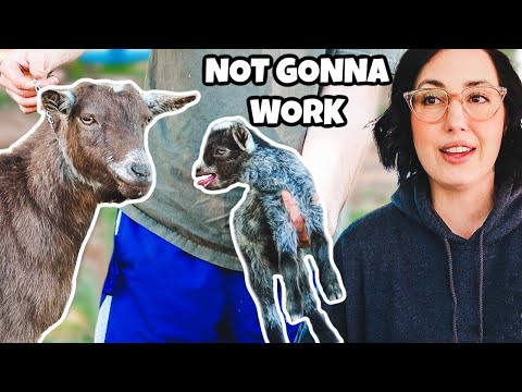 I don't think she'll take her baby back 😢 (premature baby goat struggles)