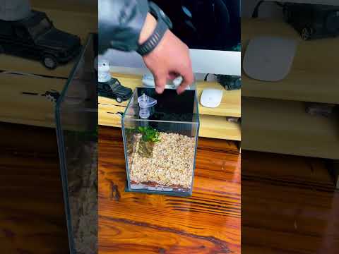 Discover the Delight of a Household Small Fish Tank in Any Room | Pondon Aquarium