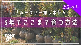 【えっ？これ3年生？】驚愕の成長で苗を作る【ブルーベリー生産者の工程】を紹介