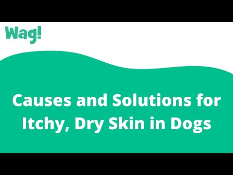 Causes and Solutions for Itchy, Dry Skin in Dogs | Wag!