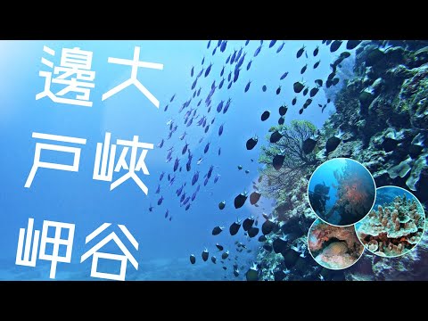 「沖繩潛水」本島最後樂園《邊戶岬大峽谷》FUN DIVE休閒潛水