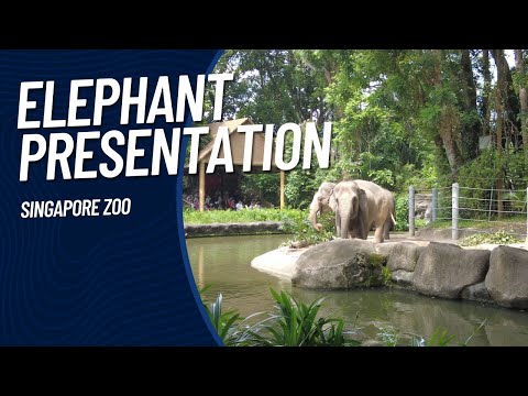 大象嬉戏 Elephant Presentation | 新加坡动物园 Singapore Zoo | Ahmiao Tv