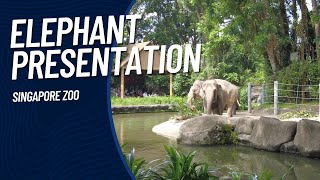 大象嬉戏 Elephant Presentation | 新加坡动物园 Singapore Zoo | Ahmiao Tv