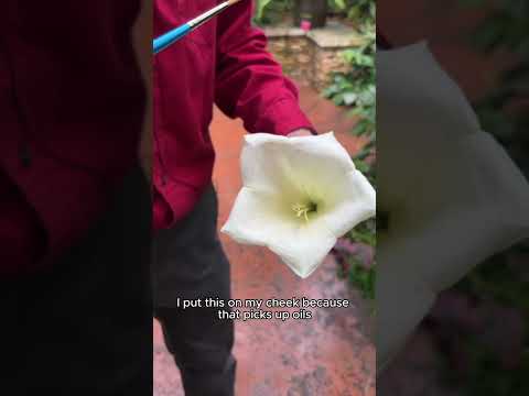 Pollinating a Rare Plant