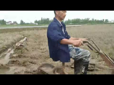 Single-wheel rice field tillage machine at work