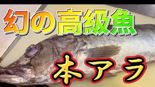 【本アラ】5kgオーバーのアラをシンプルに最高に旨い調理法で食べてみた（釣って魚捌き動画#89）