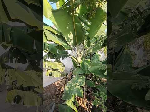 केले के पेड़ के फायदे 🌱 | Banana Plant Benefits | #banana #shorts #bananaplant