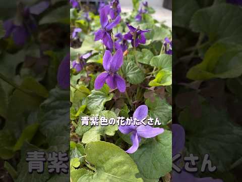 今年もニオイスミレの花が咲いてます