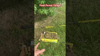 Food Forest Forage #food401k #foodforest #wastenotwantnot