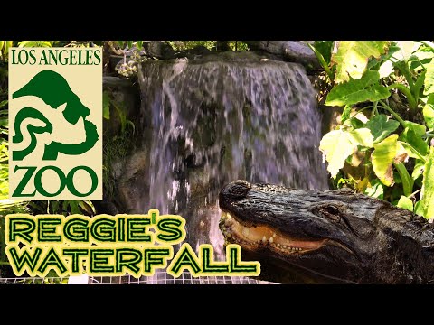 LA Zoo — Reggie Waterfall with Music and Ambience