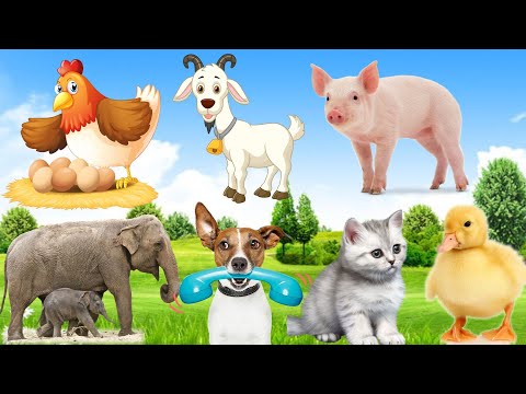 The lives of familiar animals: Cows, Dogs, Cats, Chickens, Pigs...