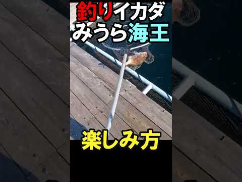 簡単海釣り① #みうら海王 #ファミリーフィッシング #釣り堀 #海釣り #初心者必見 #fishing