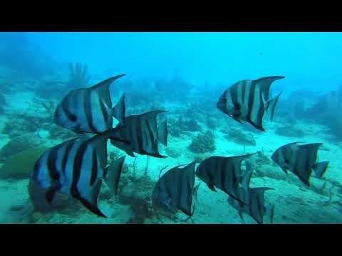 DIVING IN THE CARIBBEAN SEA   A 90 MINUTE UNDERWATER RELAXATION VIDEO