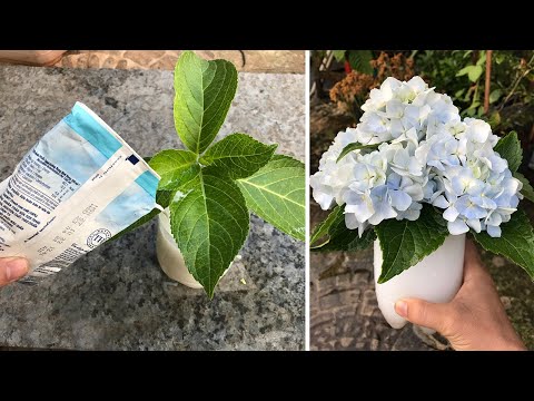 Pour fresh milk into water to propagate hydrangeas