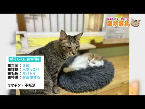 保護ねこるーむBoron猫ちゃん紹介⑤ゆうじくん