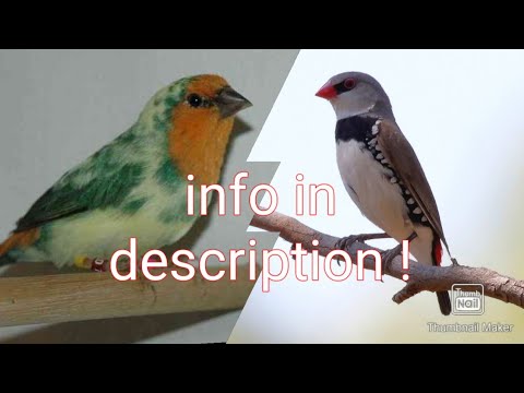 New birds! Diamond Firetail( Stagonopleura guttata ) and Pied Parrotfinch ( Erythrura psittacae )