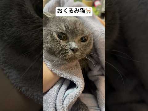 おくるみ猫　#猫　#ねこ #猫のいる暮らし #ねこ動画 　#おくるみ