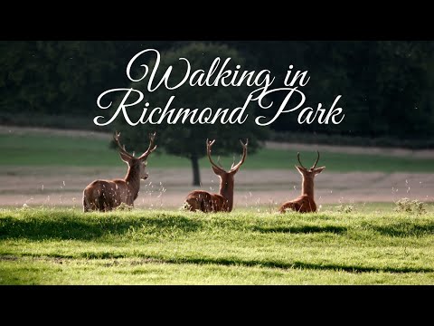 Richmond Park - London