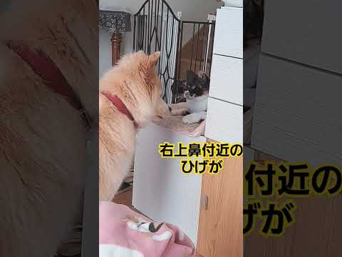 いつもと違うところきずいた？犬と猫の会話#shorts #ねこといぬ