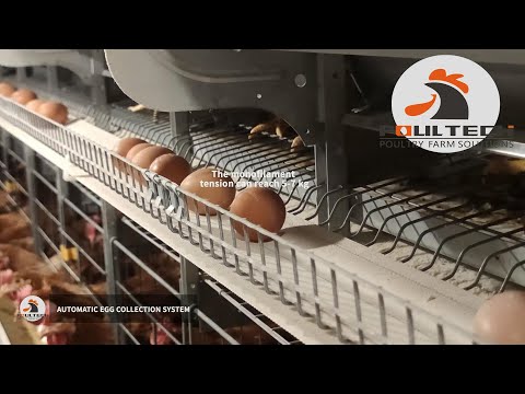 H Frame Layer Cage Egg Production Farm -- Enjoying Video