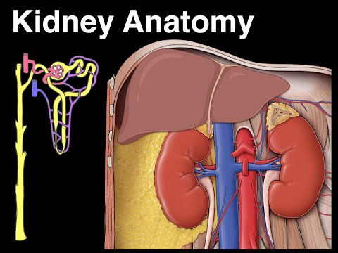 Kidney anatomy