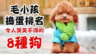 毛小孩搗蛋排名｜令人哭笑不得的八種狗狗🐶