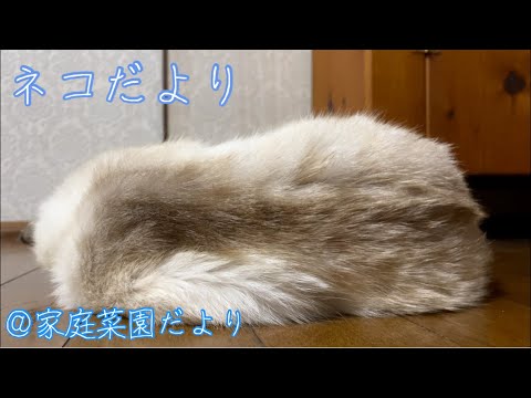 うちのネコ【家庭菜園だより】CAT