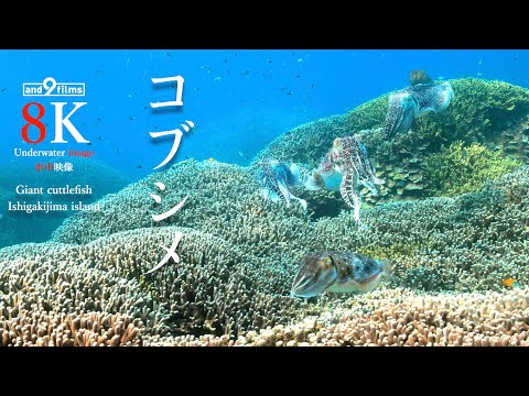 【8K 水中映像 コブシメ 】沖縄 石垣島 産卵に集まるコブシメ / Giant cuttlefish, Gather for spawning. Ishigaki-island Okinawa