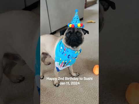 Happy 2nd Birthday to my baby boy Sushi. Jan 11, 2024 ❤️  #pugs #bday