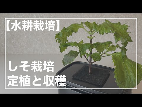 【水耕栽培】しそ栽培　定植と収穫