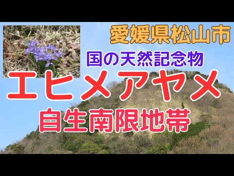 【絶滅危惧種】「エヒメアヤメ」「イヨスミレ」自生地帯【愛媛県松山市】``Ehime iris'' natural habitat [Ehime JAPAN]