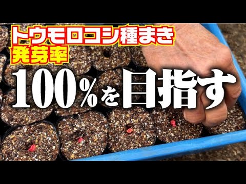 【コツは１つだけ】100％の発芽を目指す【トウモロコシ】