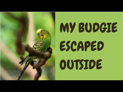 My Budgie Escaped Outside