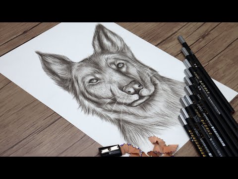 Realistic German Shepherd Drawing | How to Draw Step by Step | Pencil Sketch