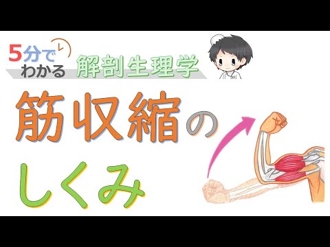 筋収縮のしくみ【5分でわかる解剖生理学】