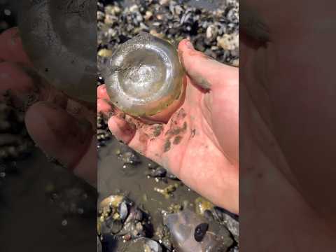 Some Finds from the low tide inlet. #shorts #mudlarkingtreasures